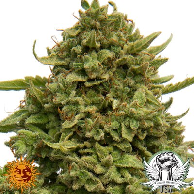 Barney's Farm Seeds Pineapple Chunk