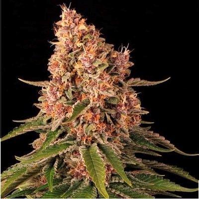 attitude usa barneys farm pink kush 2_400x400.jpg