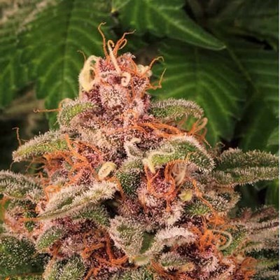 attitude usa barneys farm pink kush 3_400x400.jpg