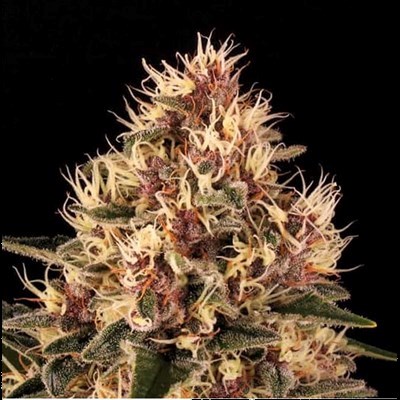 attitude usa barneys farm pink kush 4_400x400.jpg