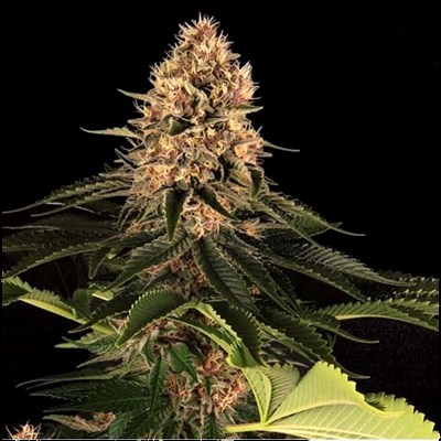 attitude usa barneys farm pink kush 5_400x400.jpg