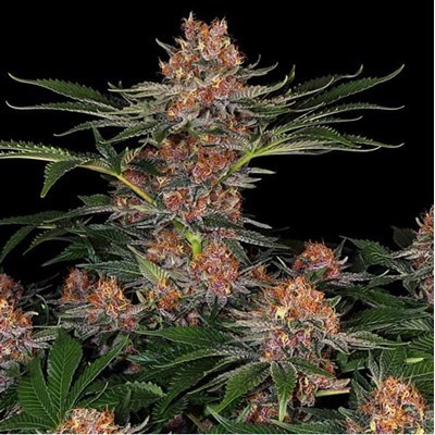 attitude usa barneys farm purple punch auto 2_400x400.jpg