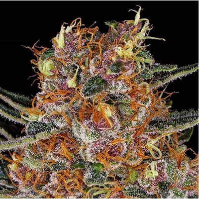 attitude usa barneys farm purple punch auto 3_400x400.jpg