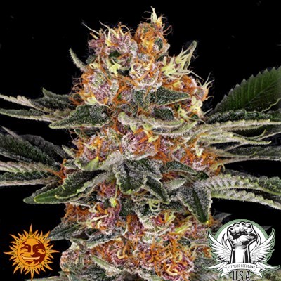 Barney's Farm Seeds Purple Punch