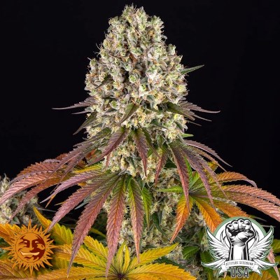attitude usa barneys farm sour diesel 2_400x400.jpg