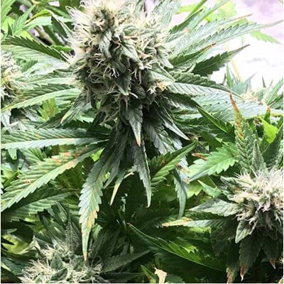 attitude usa barneys farm tangerine dream 2_400x400.jpg