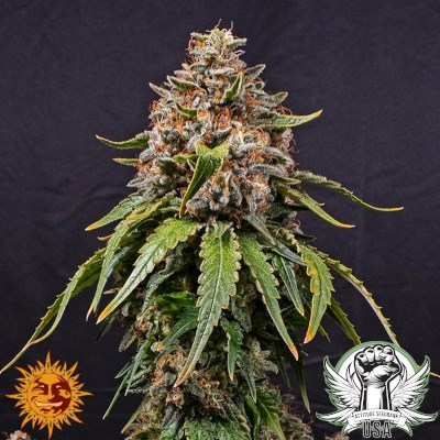 attitude usa barneys farm white widow xxl 2_400x400.jpg