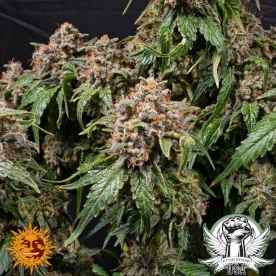 attitude usa barneys farm white widow xxl 3_400x400.jpg
