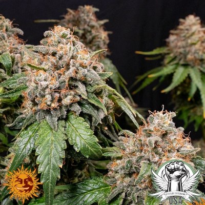 attitude usa barneys farm white widow xxl 4_400x400.jpg