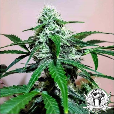 attitude usa barneys farm zkittlez og auto 2_400x400.jpg