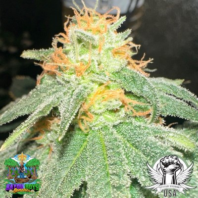 Bayou Boys Genetics Seeds Cherry Mango