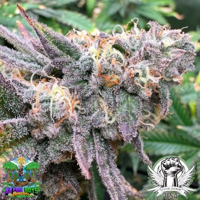 Bayou Boys Genetics Seeds Cherry Zoda