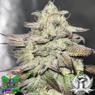 Bayou Boys Genetics Seeds French Beignet S1