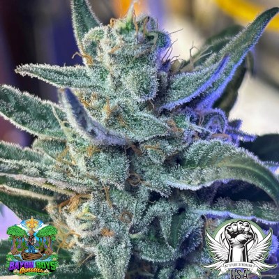 Bayou Boys Genetics Seeds Hella Cherries