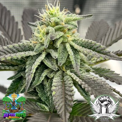 Bayou Boys Genetics Seeds Mythic Cherry