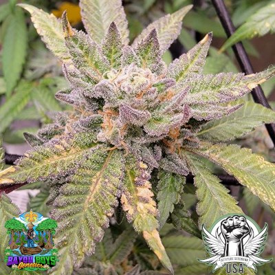 Bayou Boys Genetics Seeds Sauvignon
