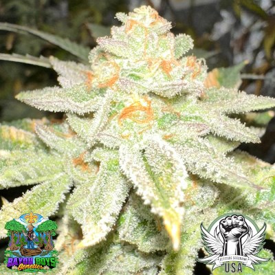 Bayou Boys Genetics Seeds Strawberry Cream Beignet