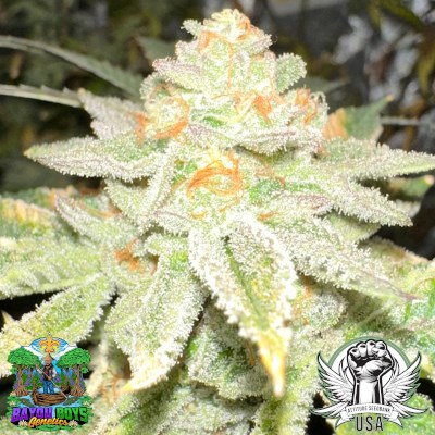 Bayou Boys Genetics Strawberry Cream Beignet