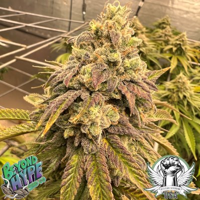 attitude usa beyond hype heady skunk 2_400x400.jpg