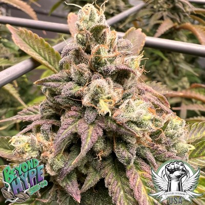 attitude usa beyond hype heady skunk 3_400x400.jpg
