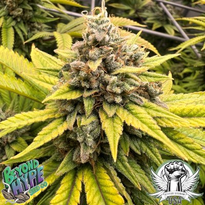attitude usa beyond hype heady skunk 4_400x400.jpg