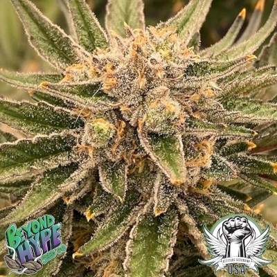 Beyond Hype Seed Co Madam Rouge