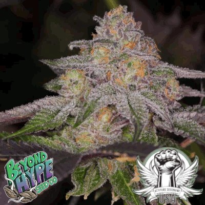 Beyond Hype Seed Co Blue Lemoon