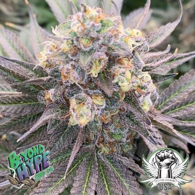 attitude usa beyond hype seed co berry springer_400x400.jpg