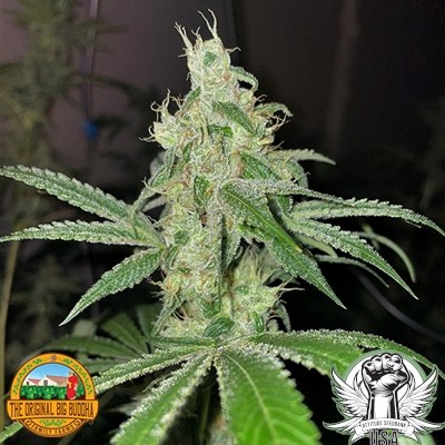 attitude usa bid buddha farms space invader 3_400x400.jpg
