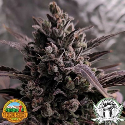 The Original Big Buddha Family Farms Seeds Blue Cheese AUTO