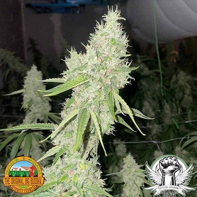 The Original Big Buddha Family Farms Seeds Mac N Cheese