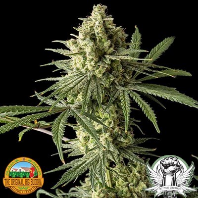 The Original Big Buddha Family Farms Seeds Original Blue Cheese