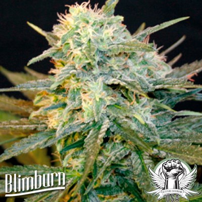 Blimburn Seeds Black Mamba aka Mamba Negra AUTO