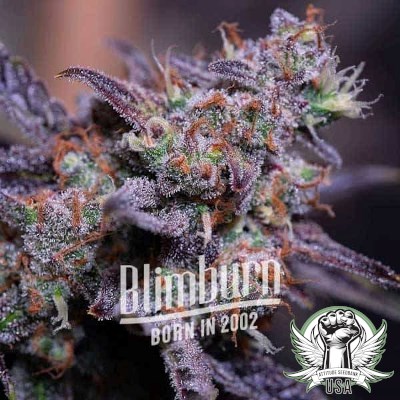 Blimburn Seeds Blackberry Moonrocks