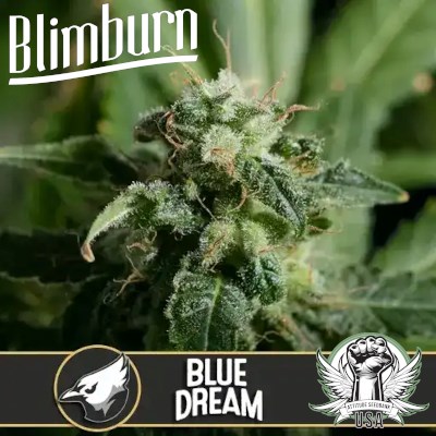 attitude usa blimburn blue dream2_400x400.jpg