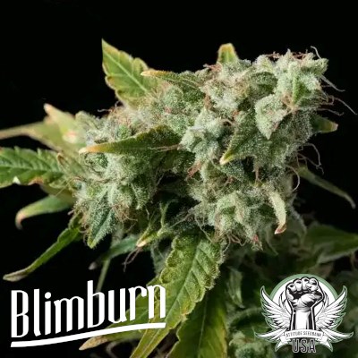 Blimburn Seeds Blue Dream