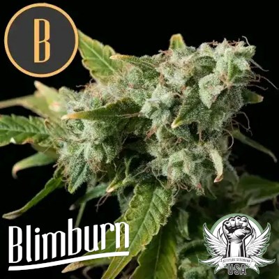 Blimburn Seeds Blue Dream