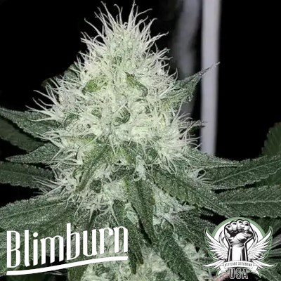 Blimburn Seeds Chemdog #4