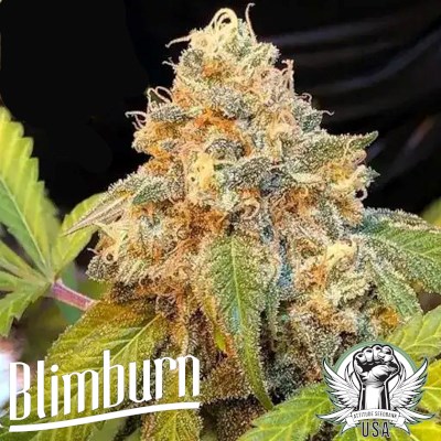 Blimburn Seeds Chocolopez