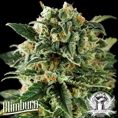 Blimburn Seeds Critical AUTO