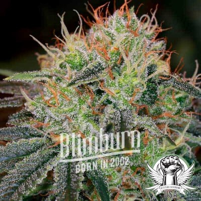 Blimburn Seeds Fat Bastard
