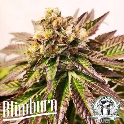 Blimburn Seeds Gelato