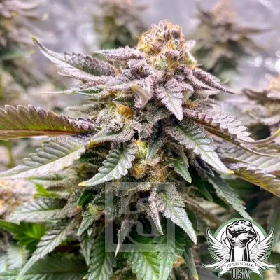 attitude usa blimburn girl scout cookies 2_400x400.jpg