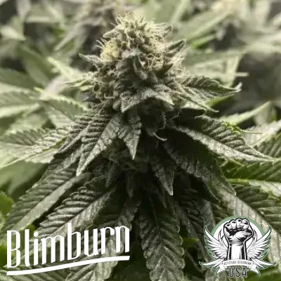 Blimburn Seeds Girl Scout Cookies AUTO