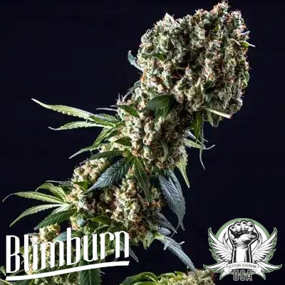 Blimburn Seeds Grandaddy Purple