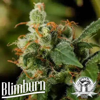 Blimburn Seeds Green Crack