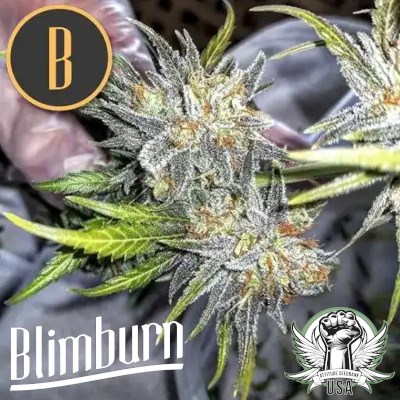 attitude usa blimburn green crack 2_400x400.jpg