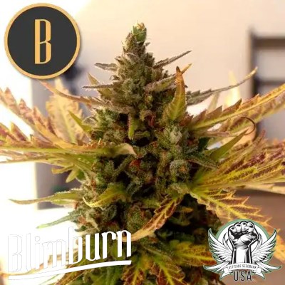 Blimburn Seeds Grizzly Purple Kush