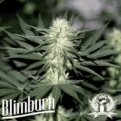 Blimburn Seeds Sour Diesel