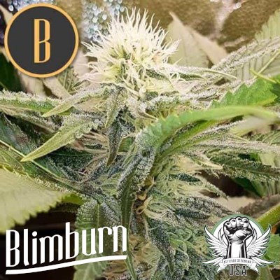 attitude usa blimburn sour diesel 2_400x400.jpg